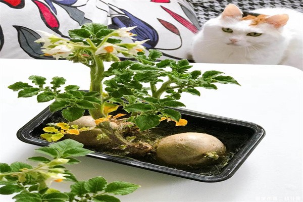 【课程故事】嗨！土豆