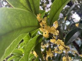 【童教育·安心托幼】秋意浓 桂花趣——宣城市第二幼儿园安心托幼纪实