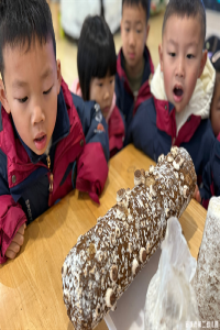 【童教育·课程故事】蘑菇探秘记